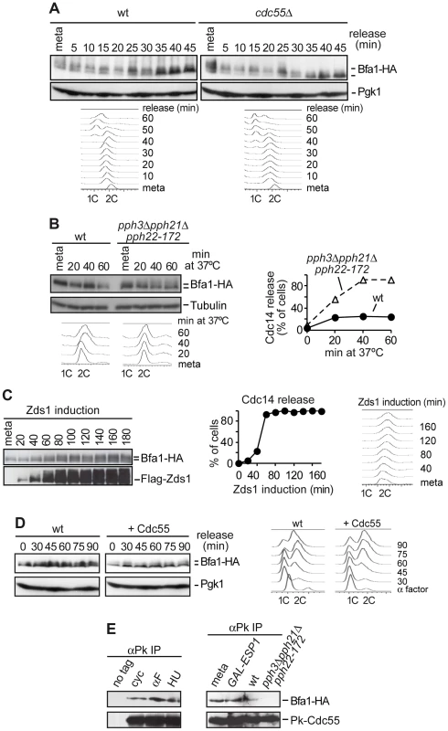 PP2A<sup>Cdc55</sup> counteracts Bfa1 phosphorylation.