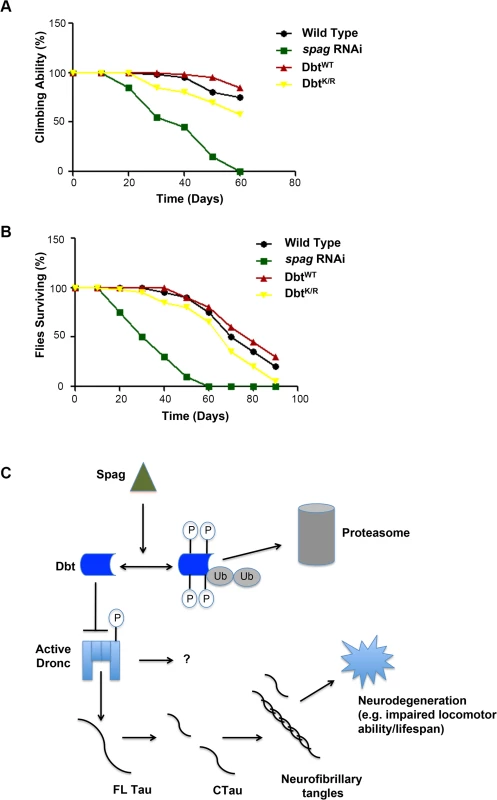 <i>spag</i> RNAi flies have a shorter lifespan and reduced climbing ability.