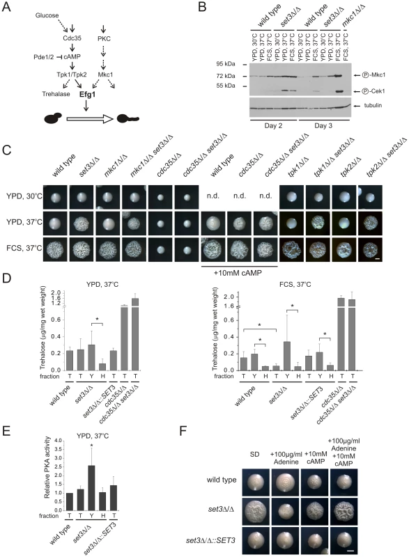 The <i>set3</i>Δ/Δ and <i>hos2</i>Δ/Δ cells have a hyperactive cAMP/PKA pathway.