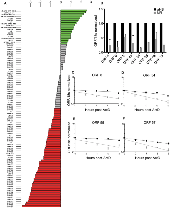 Expression of the majority of viral mRNAs is dampened during host shutoff.
