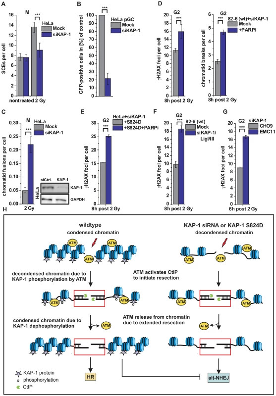 HR requires KAP-1-dependent heterochromatin.