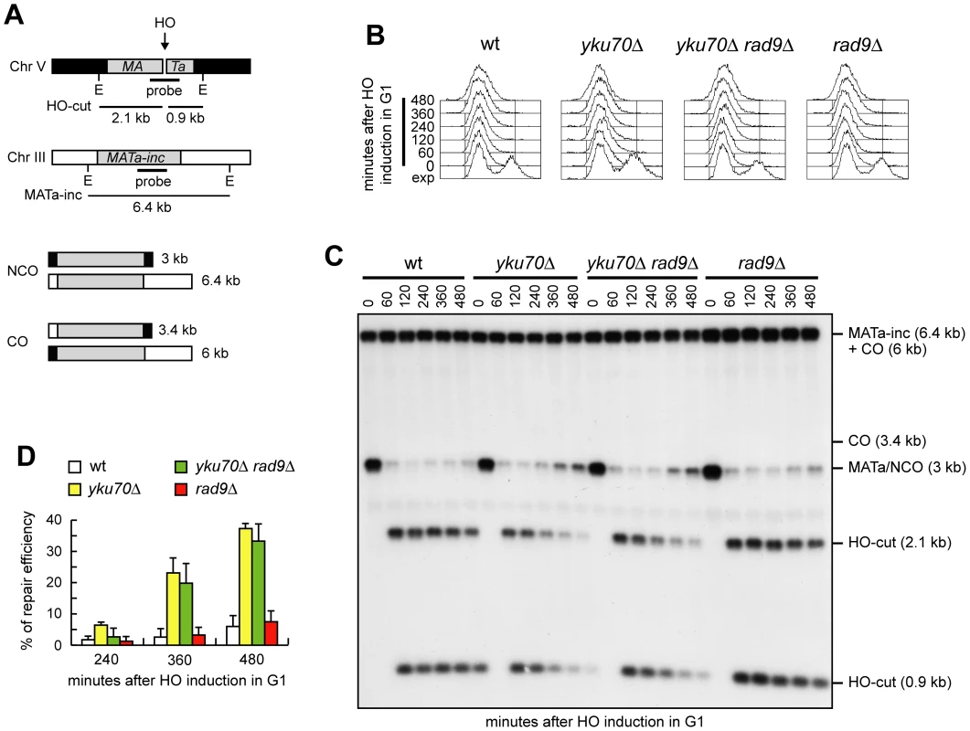 Generation of ssDNA bypasses Cdk1 requirement for noncrossover recombination.