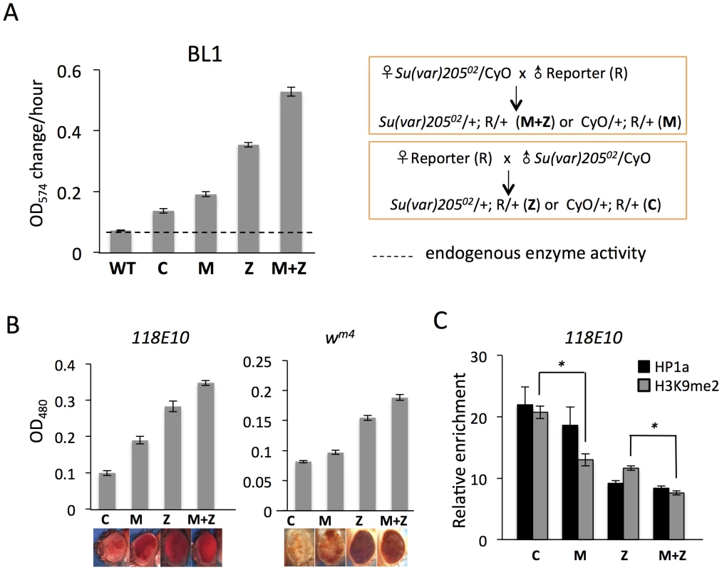 Depletion of functional HP1a in embryos leads to a long-lasting impact on chromatin structure in adult animals.