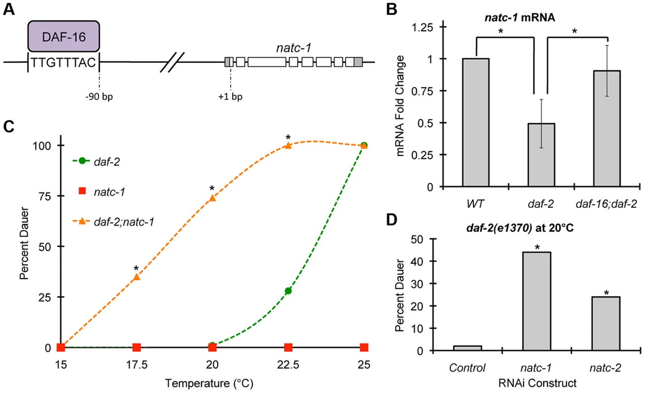 <i>natc-1</i> is regulated by <i>daf-16</i> and functions in dauer formation.