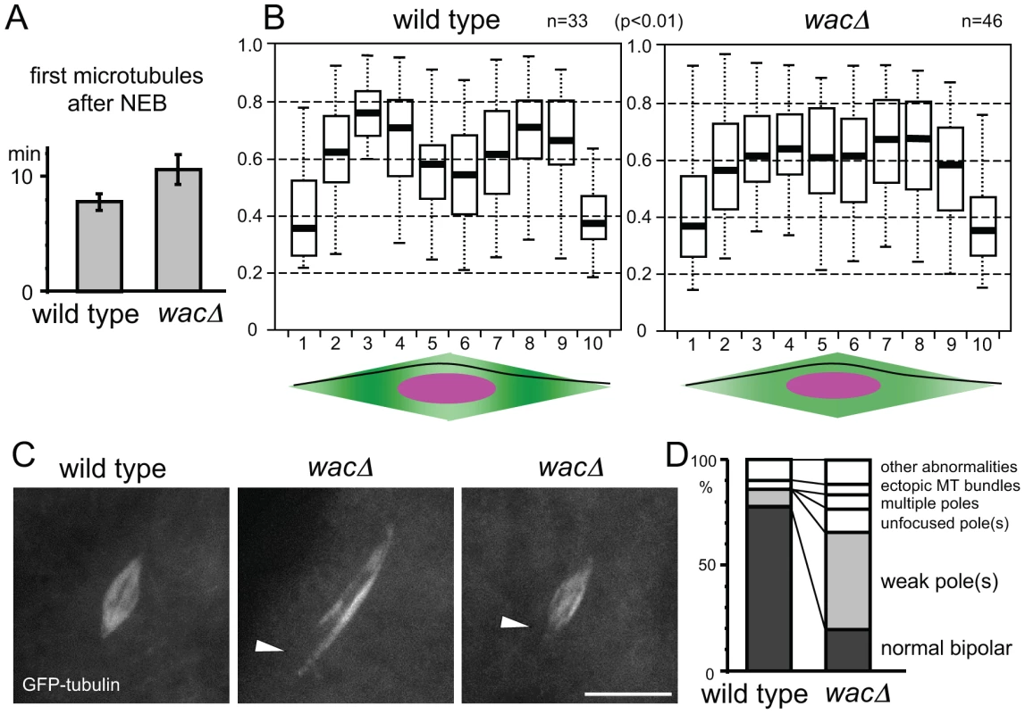 Augmin facilitates the generation of microtubules near spindle poles.