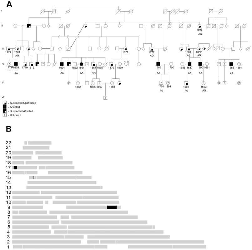 Maritime family with Charcot-Marie-Tooth and genetic mapping.