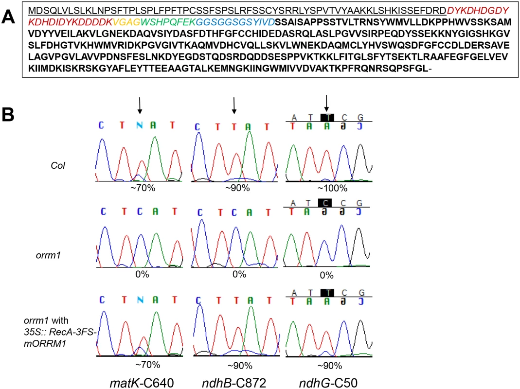 Stable integration of 35S::RecA-3FS-mORRM1 into the <i>orrm1</i> mutant restores normal editing level in plastids.