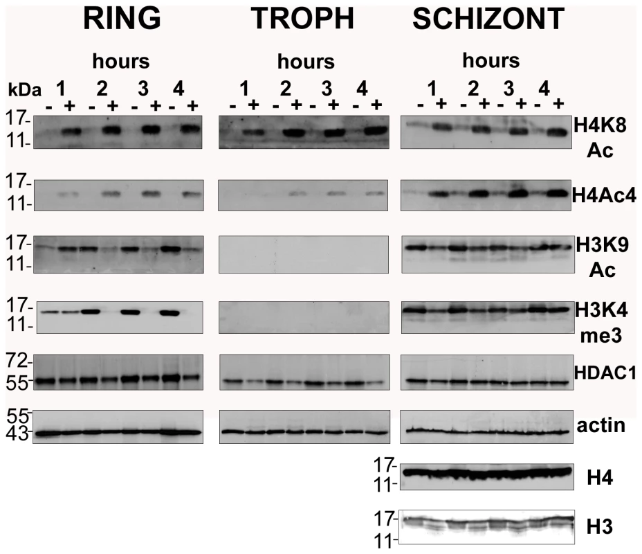 Global histone hyperacetylation induced by apicidin.