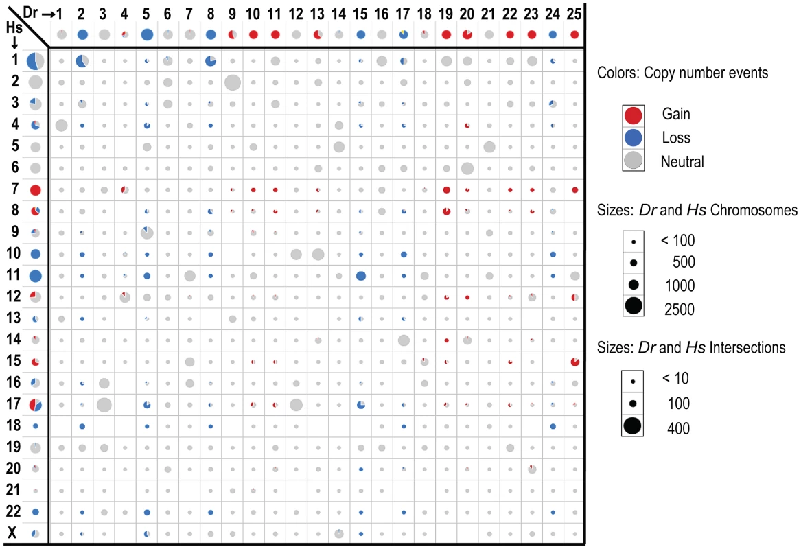 Intersecting human and zebrafish genes by chromosome.
