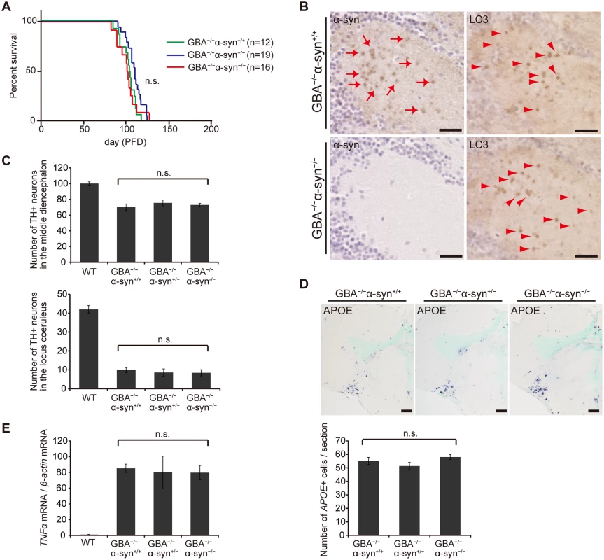 Disruption of <i>α-syn</i> did not change the pathological phenotypes in <i>GBA</i><sup>-/-</sup> medaka.