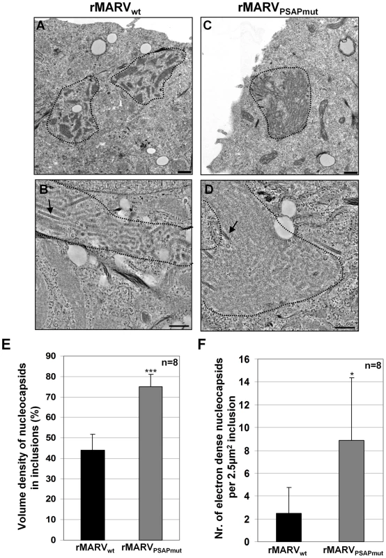 Inclusions in rMARV<sub>PSAPmut</sub>–infected cells are more densely packed with nucleocapsids than inclusions in rMARV<sub>wt</sub>–infected cells.
