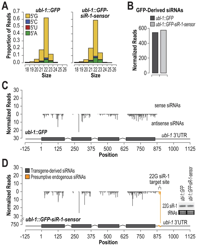 Small RNA formation from control and siRNA sensor transgenes.
