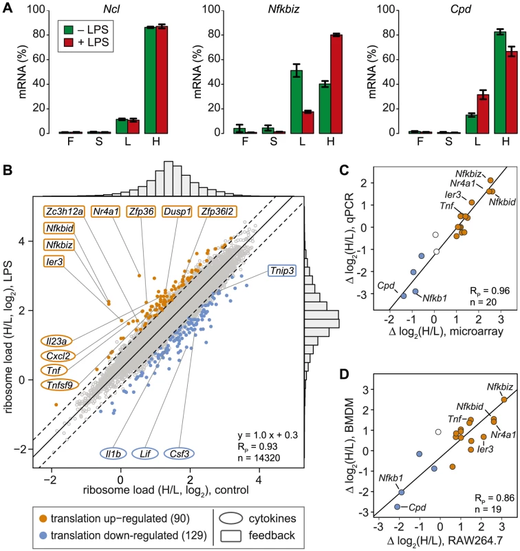 Change of translation of individual mRNAs in LPS-activated macrophages.