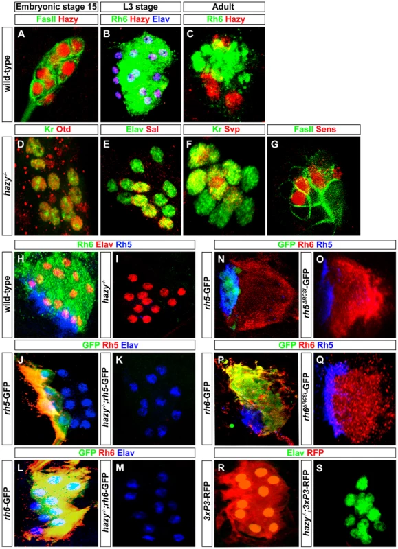 Hazy functions in larval eye development by acting through the promoters of <i>rh5</i> and <i>rh6</i>.