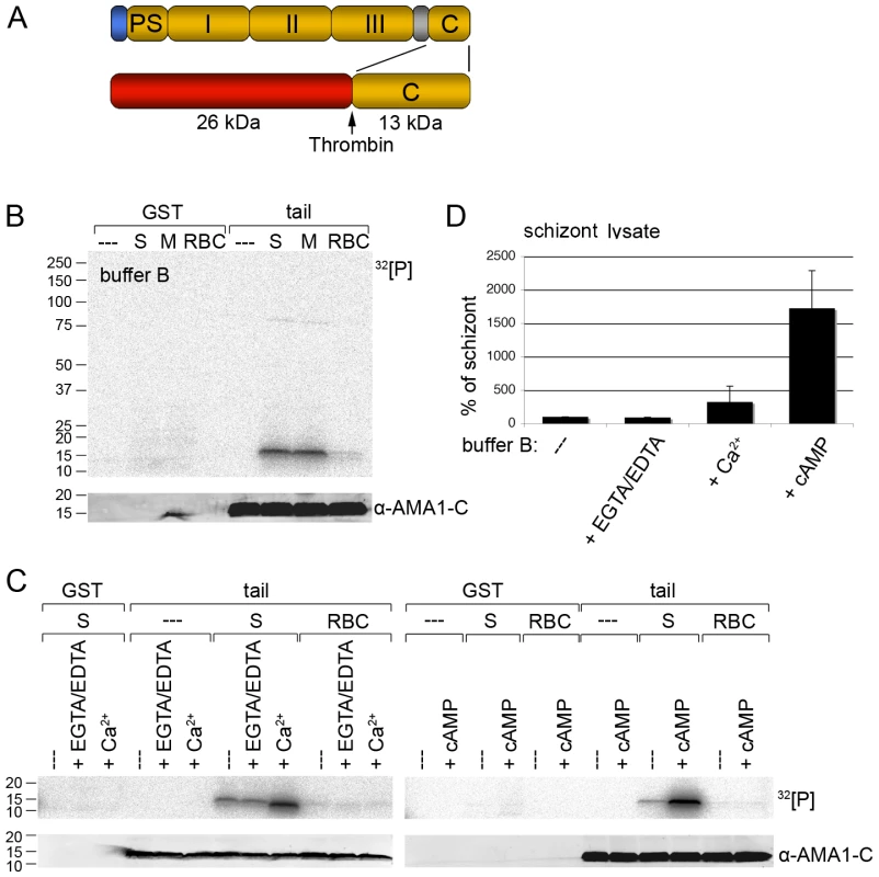 Recombinant AMA1 C-terminal tail is phosphorylated <i>in vitro</i> by <i>P. falciparum</i> (3D7 line) parasite lysates in a calcium and cAMP dependent manner.
