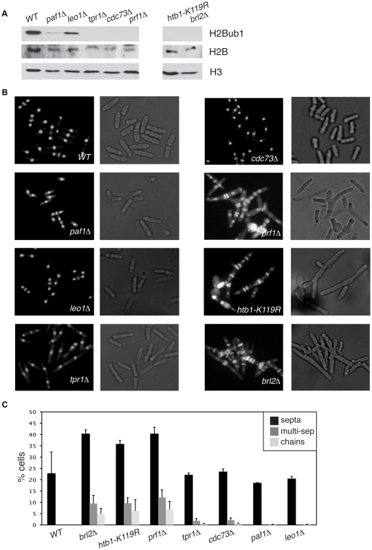 Prf1 and PAF have shared roles in histone H2B ubiquitylation but are functionally distinct.