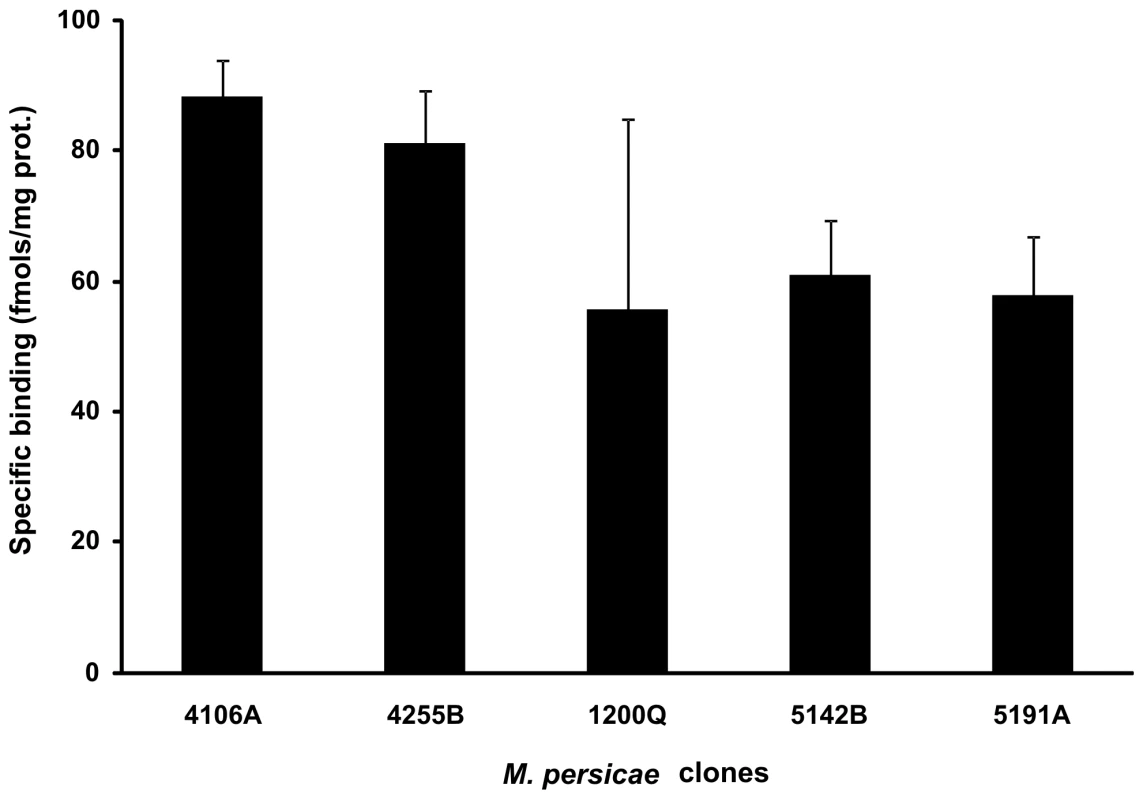 Specific [<sup>3</sup>H] imidacloprid binding to membranes extracted from a range of <i>M. persicae</i> clones.
