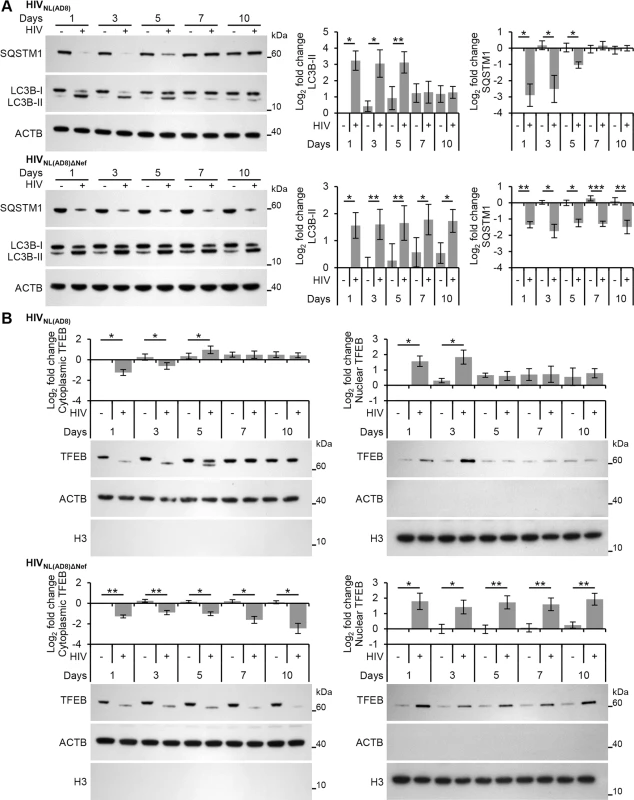 HIV-mediated autophagy induction and nuclear translocation of TFEB is inhibited by HIV Nef.