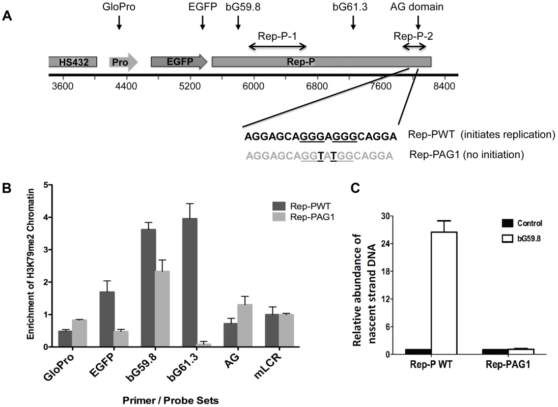 H3K79 dimethylation accompanies replicator activity.