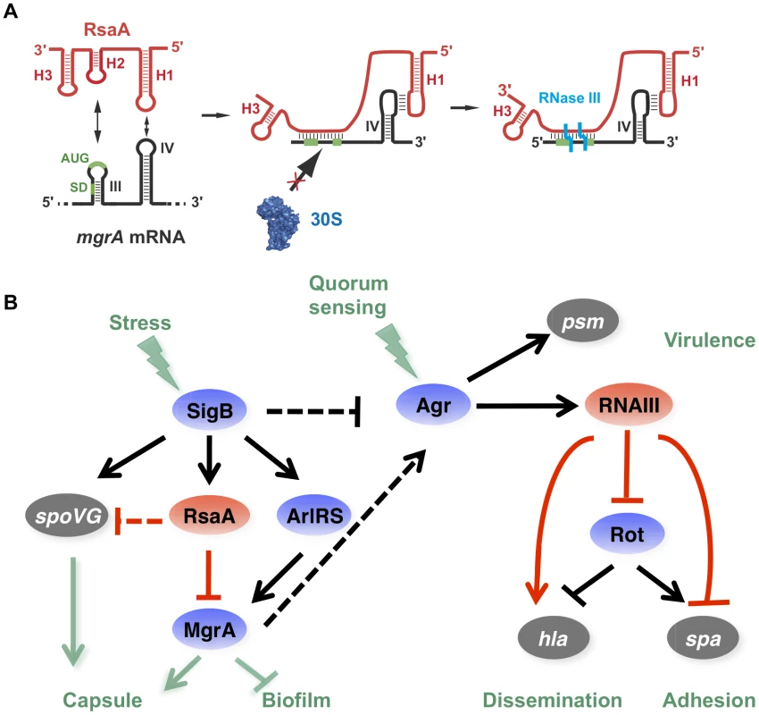 RsaA and its regulatory circuits.