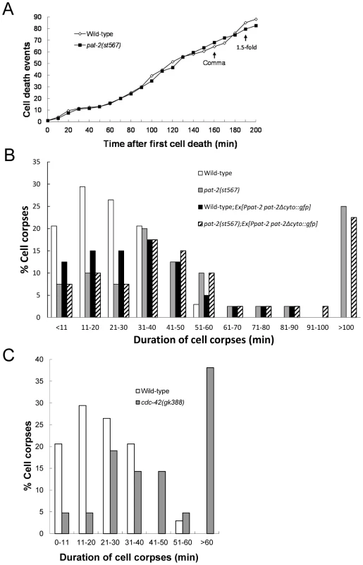 <i>pat-2</i> and <i>cdc-42</i> mutants are defective in apoptotic cell removal.