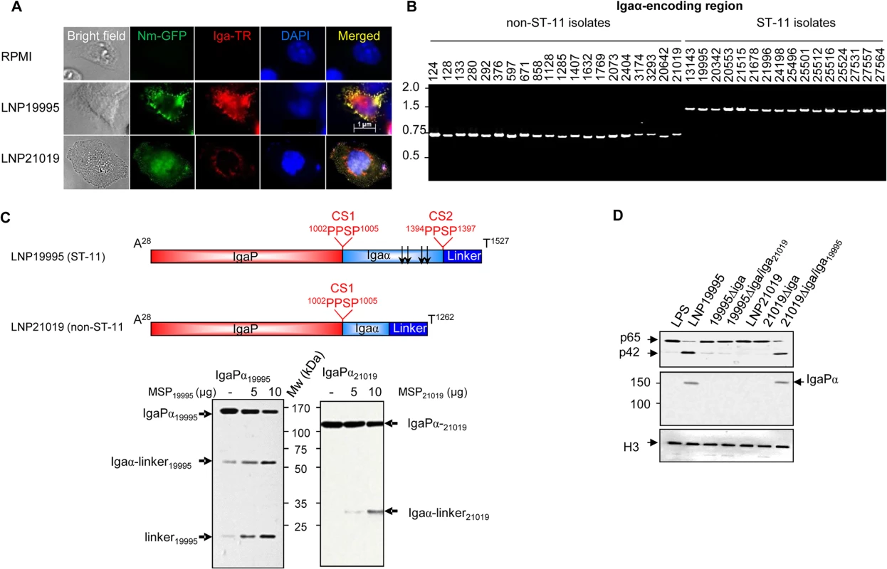 Non-ST-11 isolates release α-peptide-lacking IgA protease.
