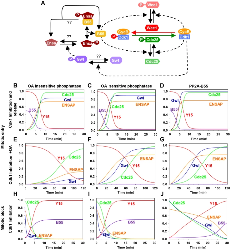 The regulatory network and the dynamics of the mitotic switch.