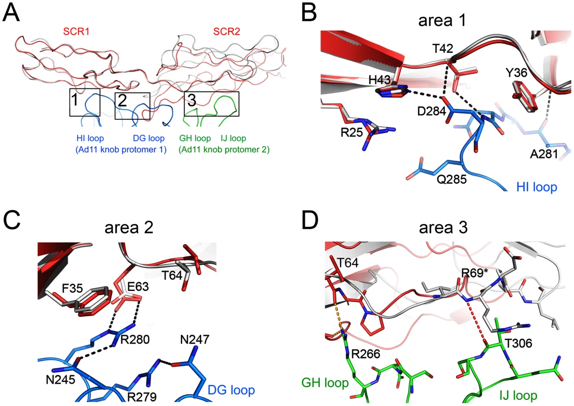 Interactions between Ad11 knob and CD46-4D, and comparison with the structure of the knob in complex with CD46-2D.