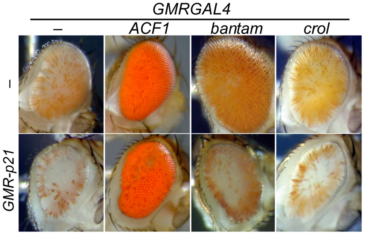 Cell cycle requirements for inducible de-repression.