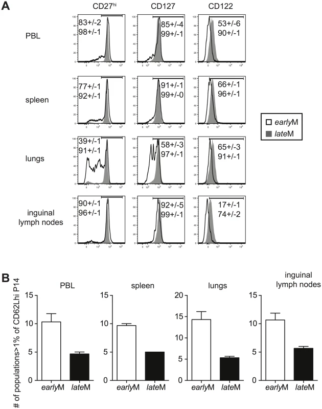 Phenotypic heterogeneity of memory CD8 T cells decreases with time after infection.