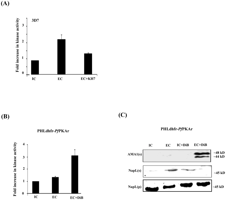 cAMP responsive kinase activity in <i>P. falciparum</i> merozoites under different ionic conditions and microneme secretion.