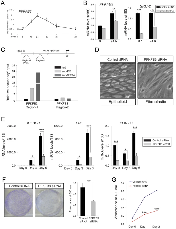 Decidualization of hESCs requires PFKFB3.