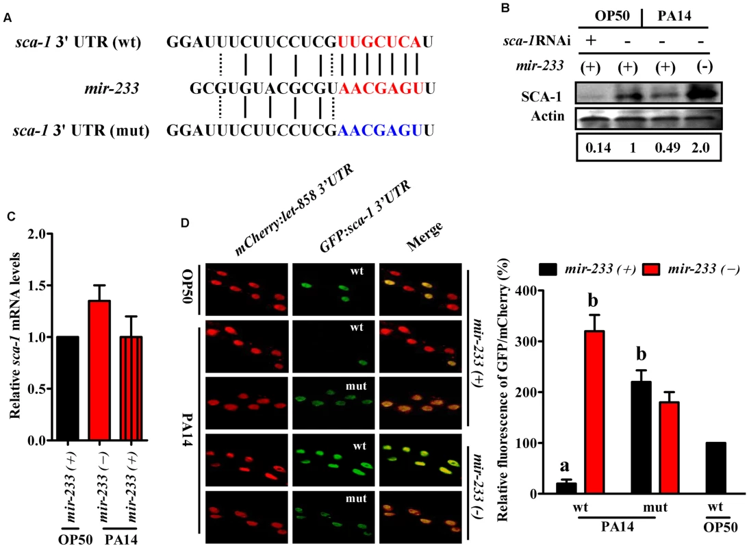 <i>sca-1</i> is a target gene of <i>mir-233</i>.