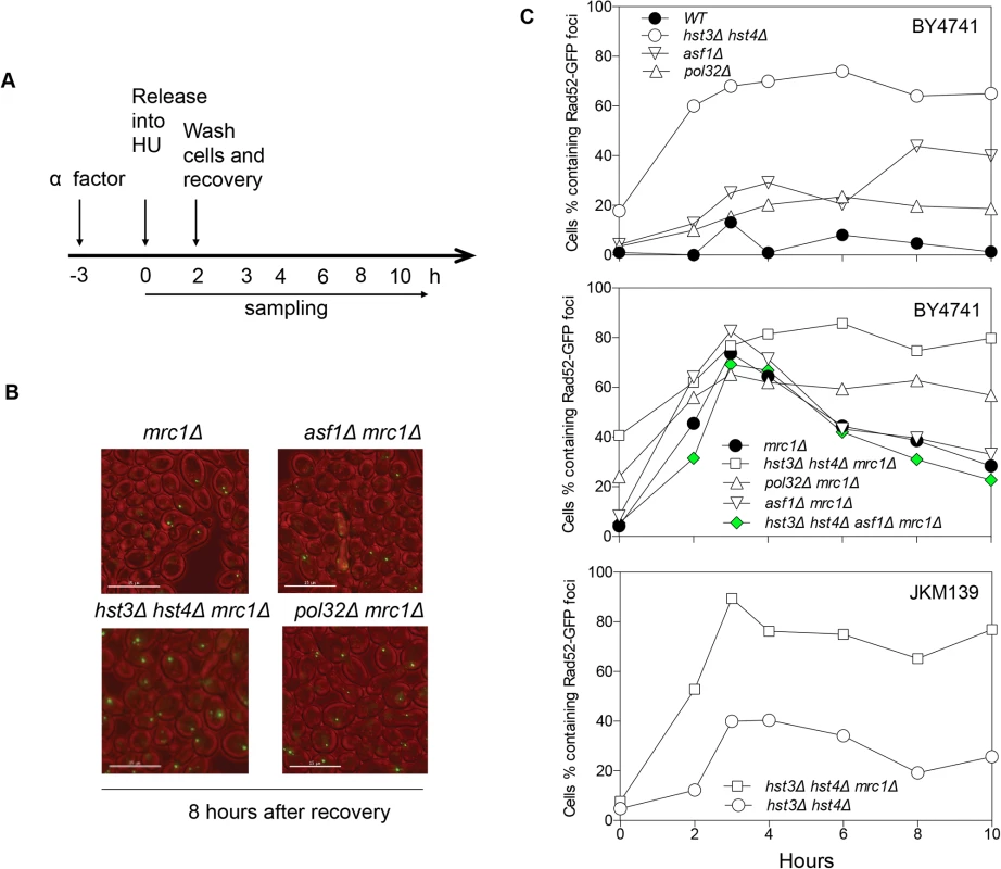 Rad52-GFP foci in <i>hst3</i>Δ <i>hst4</i>Δ <i>mrc1</i>Δ and <i>pol32</i>Δ <i>mrc1</i>Δ cells persist after HU treatment.