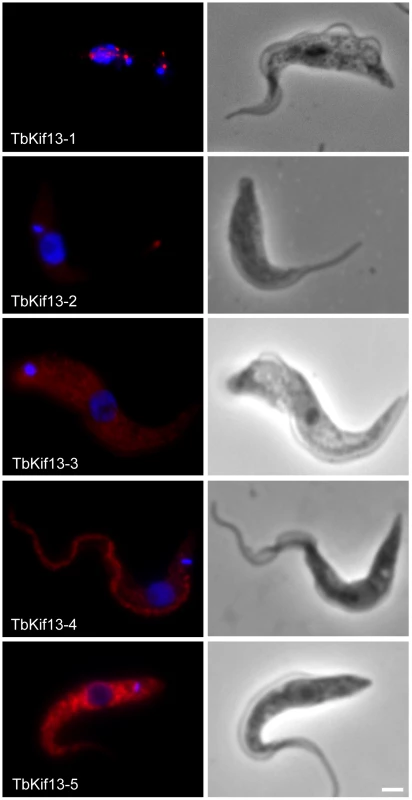 Immunolocalisation of trypanosome Kinesin-13 members.