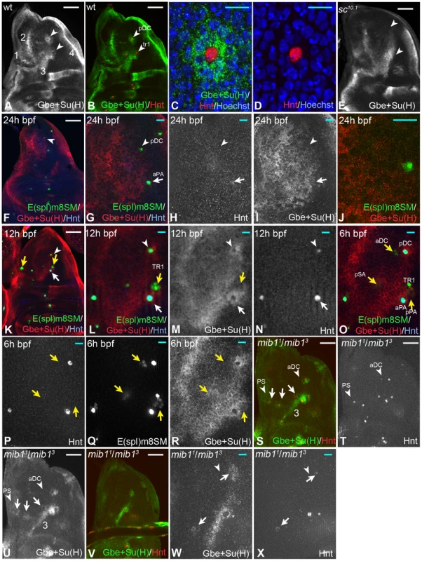 Expression of the Notch activity reporter Gbe+Su(H)-lacZ during SOP development in the notum.