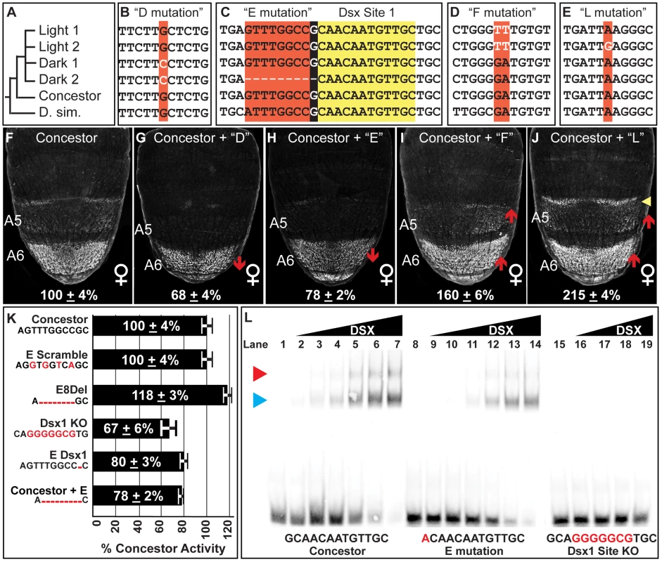Functionally-relevant mutations in dimorphic element alleles.