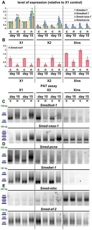 Increased level of transcripts and increased frequency of long poly(A) tails are restricted to neoblast-containing cell populations.