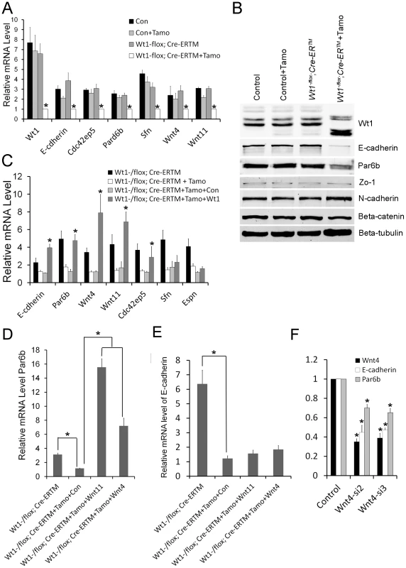 Real time PCR and Western blot verification in SC cultures of altered expression of cell polarity and Wnt signaling genes following <i>Wt1</i> ablation.