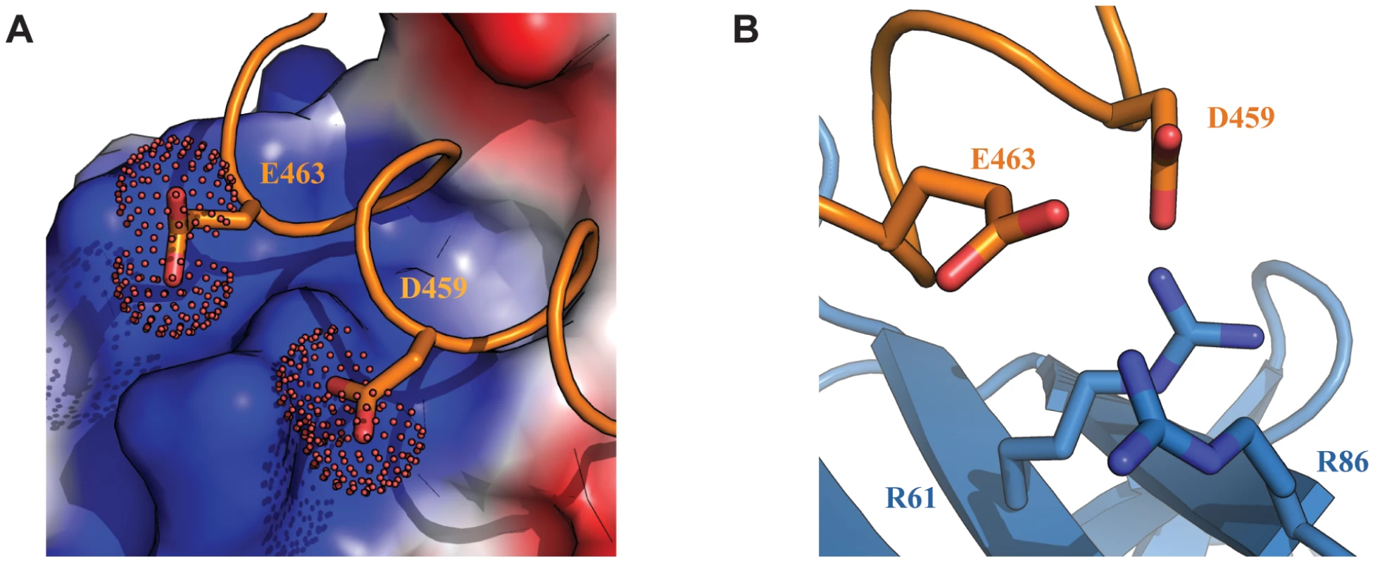 Electrostatic interactions at the interface of the Tfb1PH-EBNA2<sub>448–471</sub> complex.