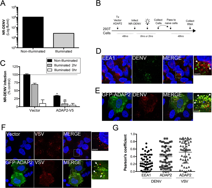ADAP2 restricts DENV entry.