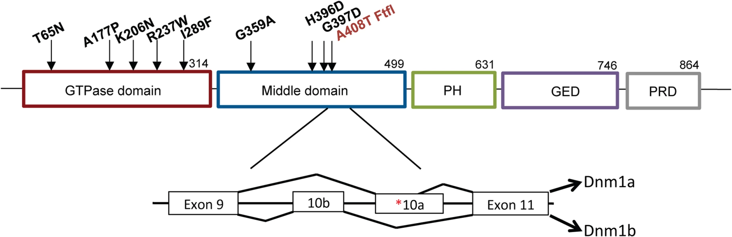 Structure of DNM1.