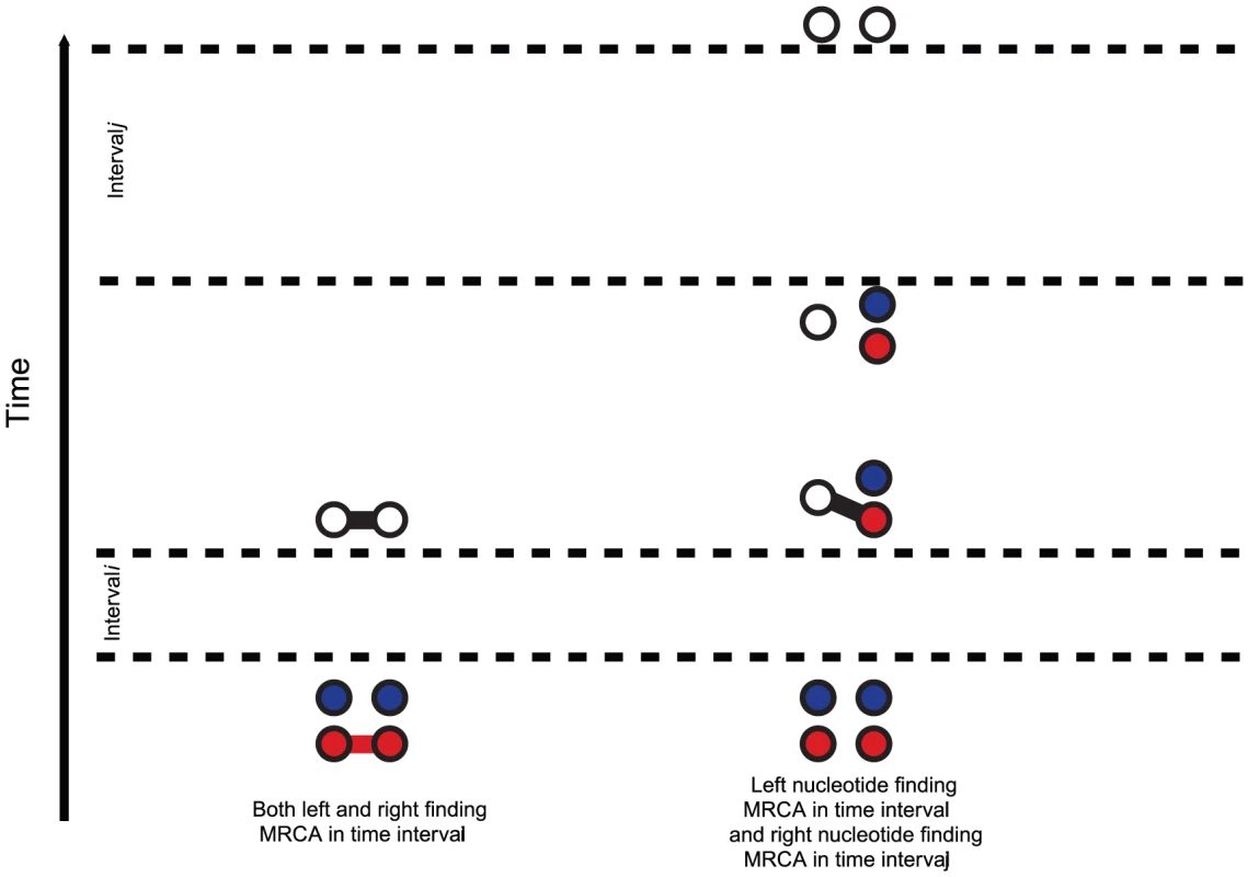 Transition probabilities calculated from the CTMC system.