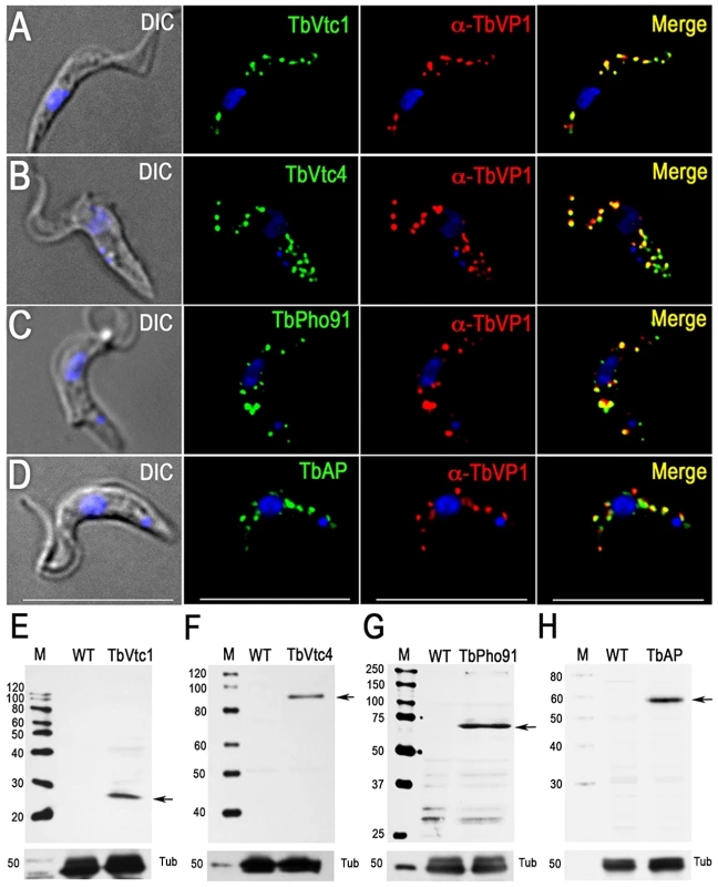 Immunofluorescence microscopy and western blot analysis of proteins involved in phosphorus metabolism.