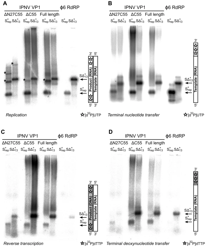 Catalytic activities of recombinant IPNV VP1.