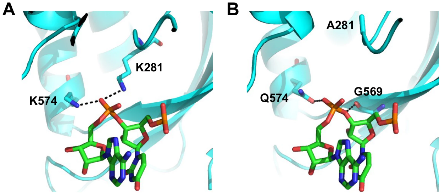 Structure-function relationship of residue 281.