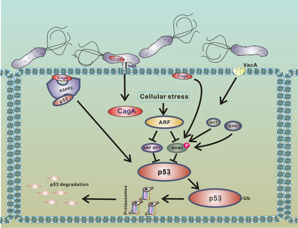 Model of p53 down-regulation by <i>H</i>. <i>pylori</i>.
