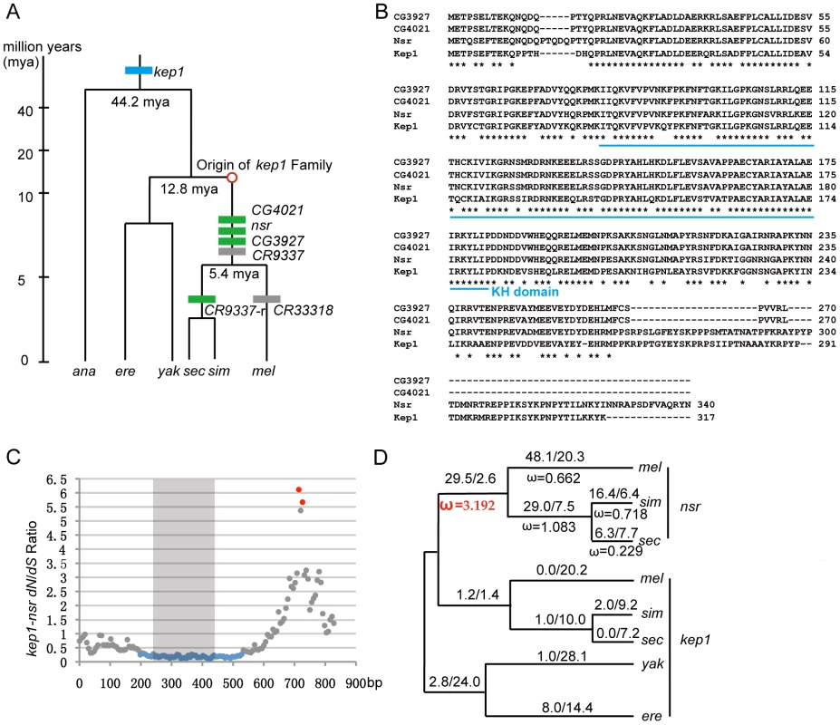 Evolutionary analysis of <i>kep1</i> family.