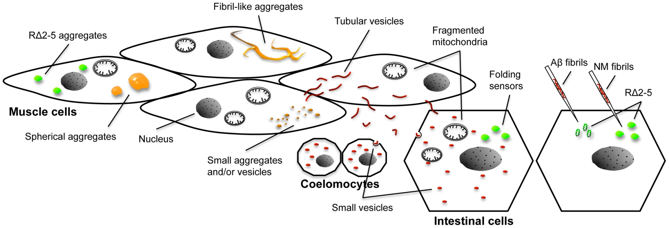 Overview of different aggregate types, vesicular structures, and phenotypes in the <i>C. elegans</i> prion model.