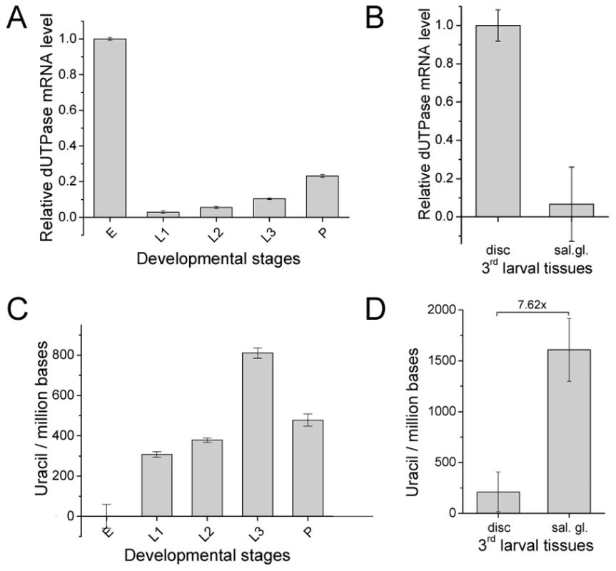 <i>D. melanogaster</i> genomic DNA uracil content inversely correlates with dUTPase expression.